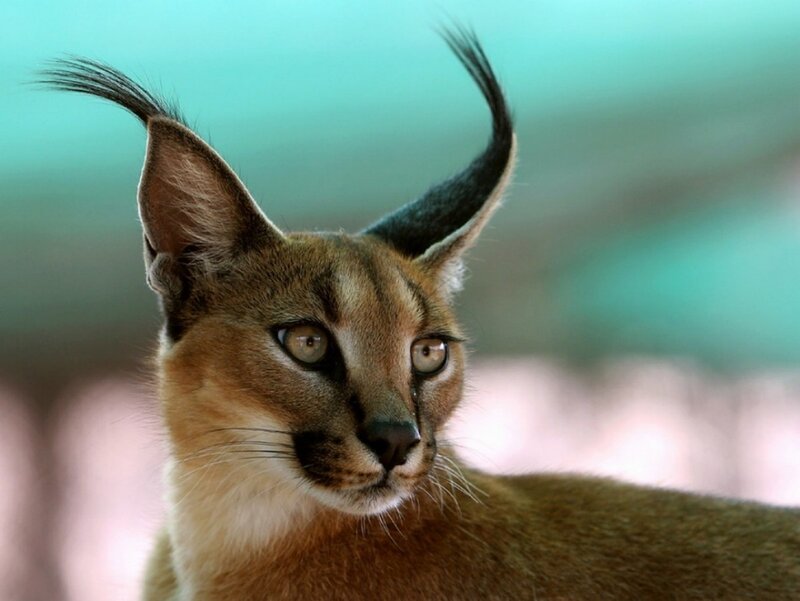 Caracal Cat