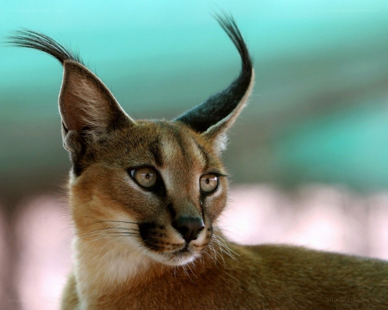 Caracal cat with tufted ears