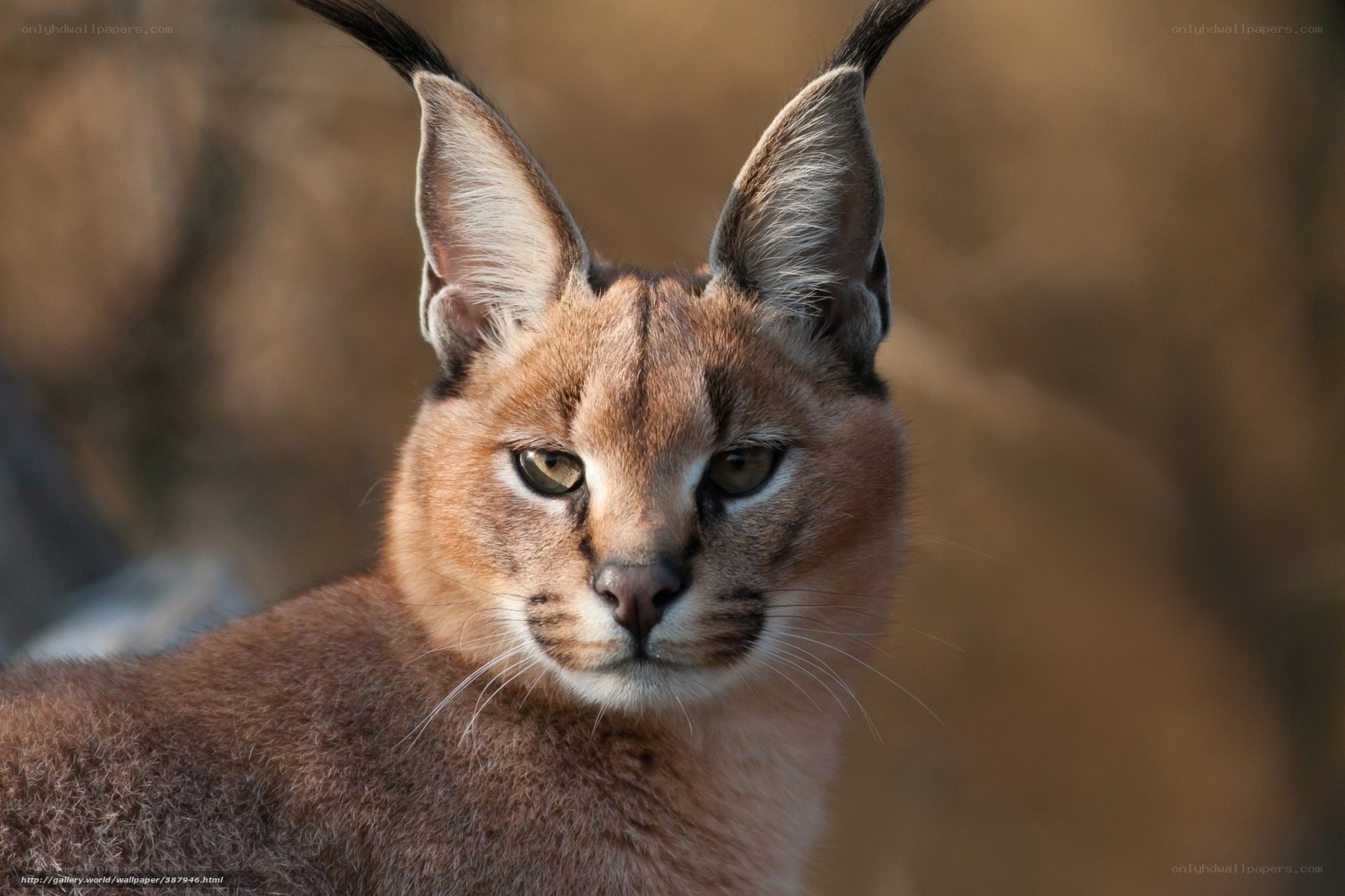 Caracal cat with tufted ears