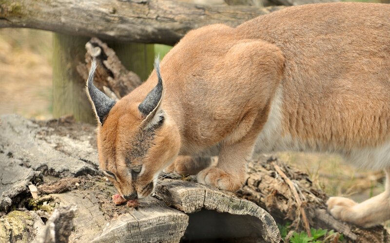 Caracal Eating Meat — Brown