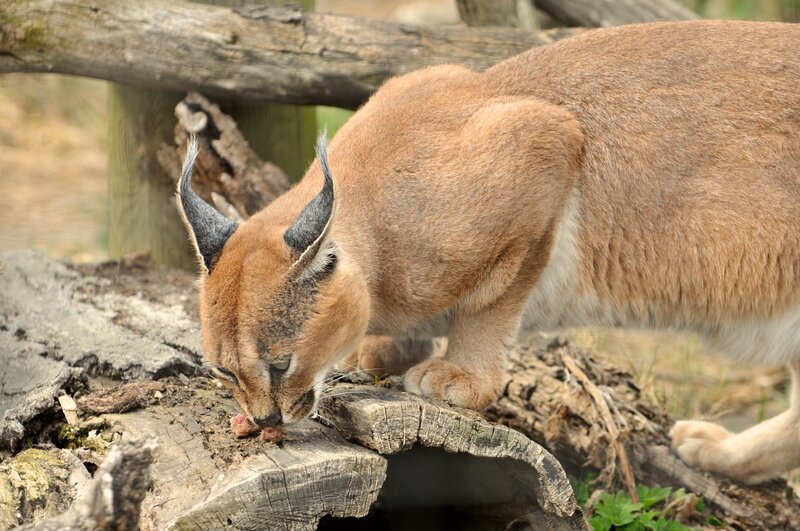Caracal Eating Meat