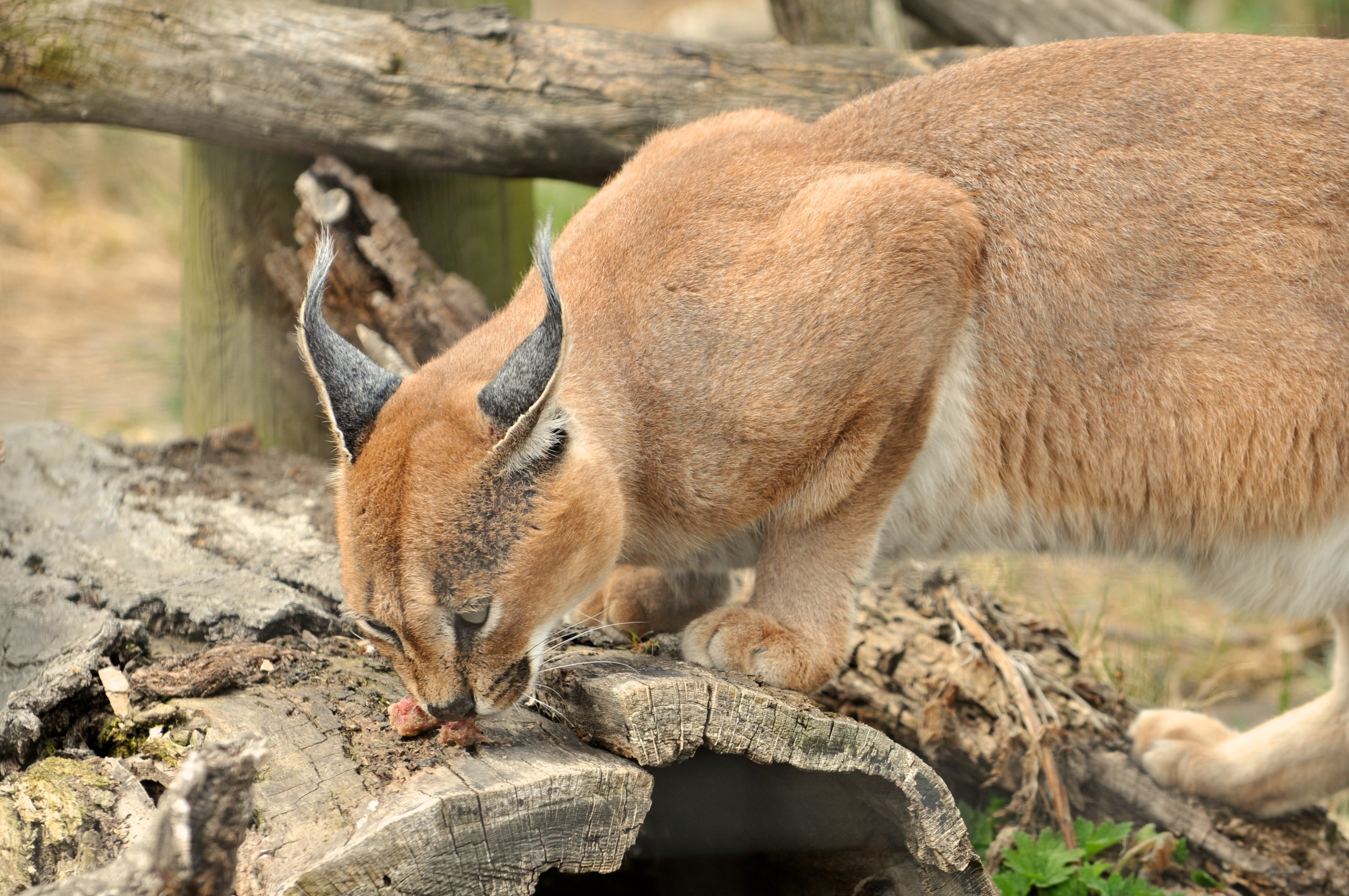 Caracal eating on a log