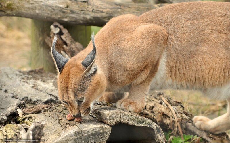Caracal eating on a log