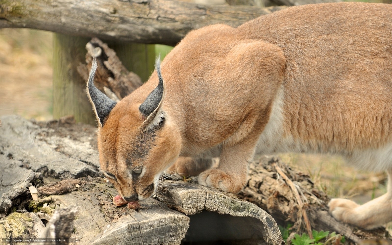 Caracal eating on a log