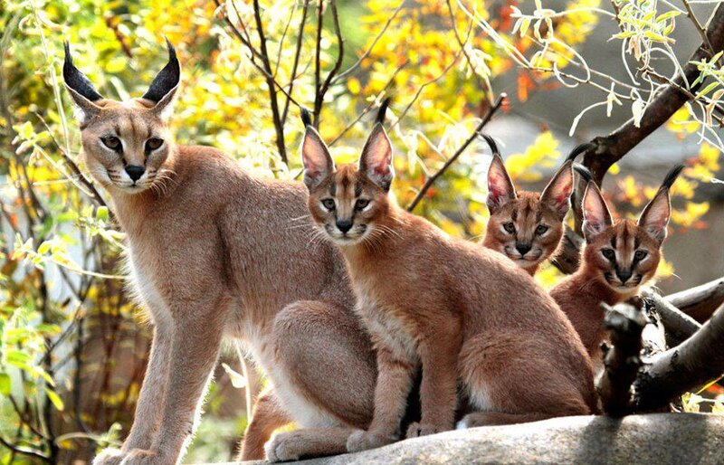 Caracal Family in Trees