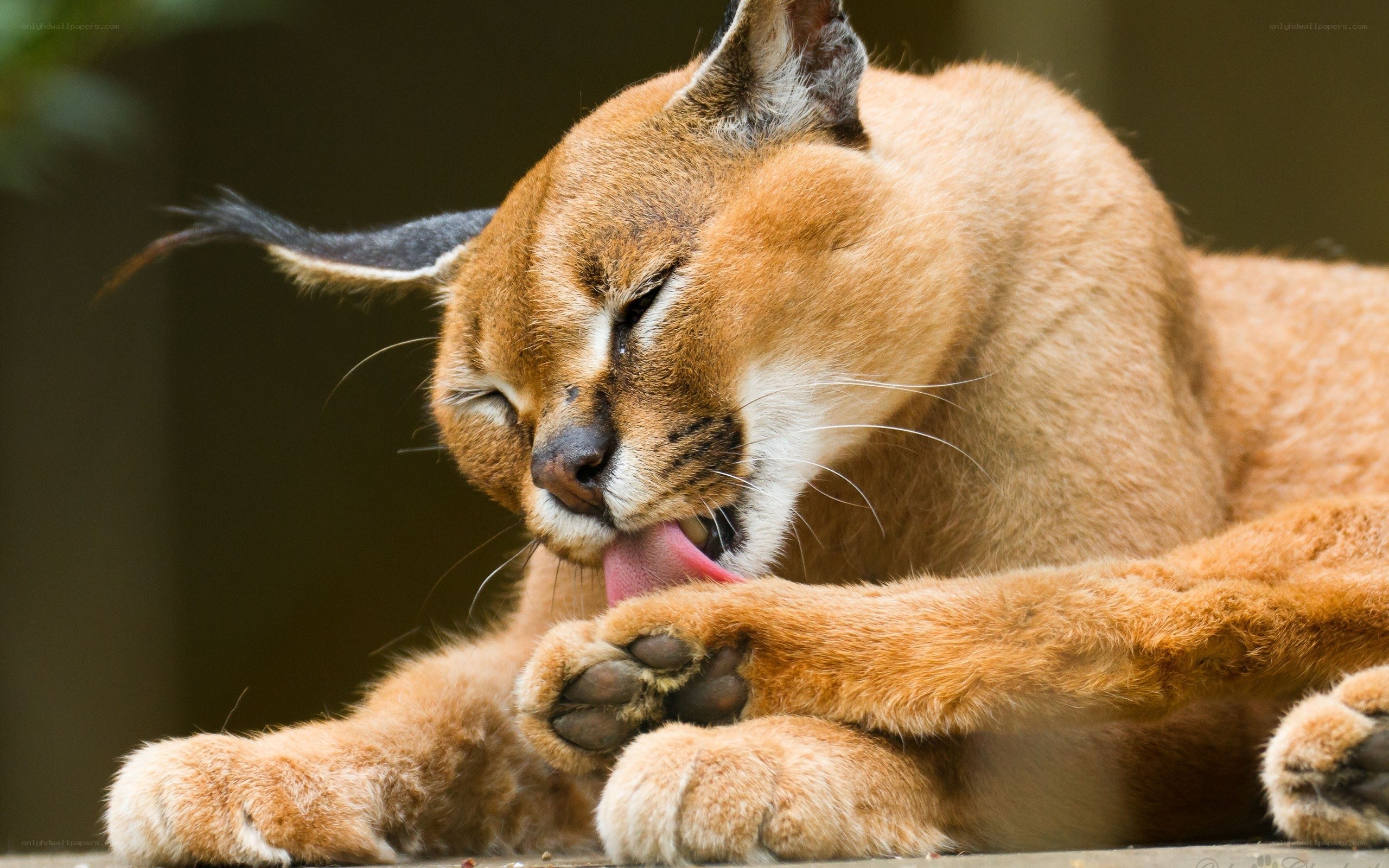 Caracal grooming itself