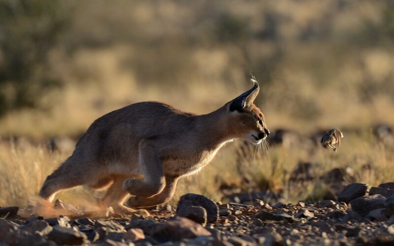 Caracal Hunting Bird