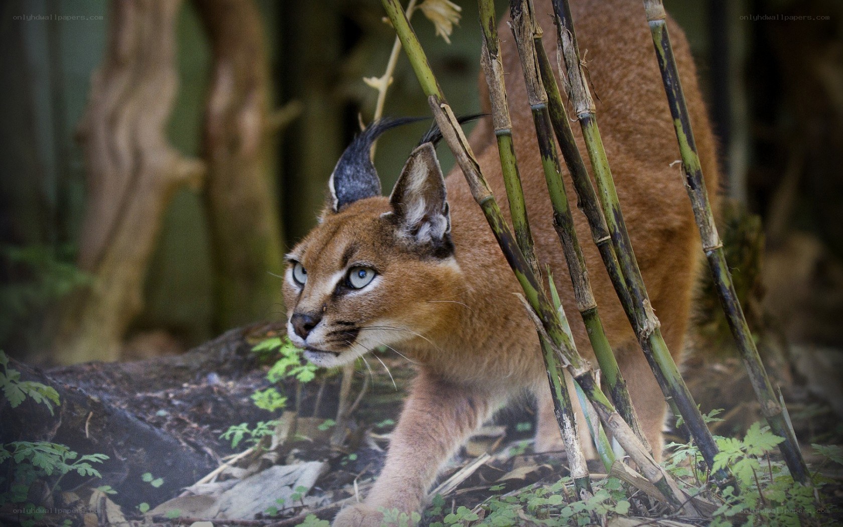 Caracal in forest undergrowth