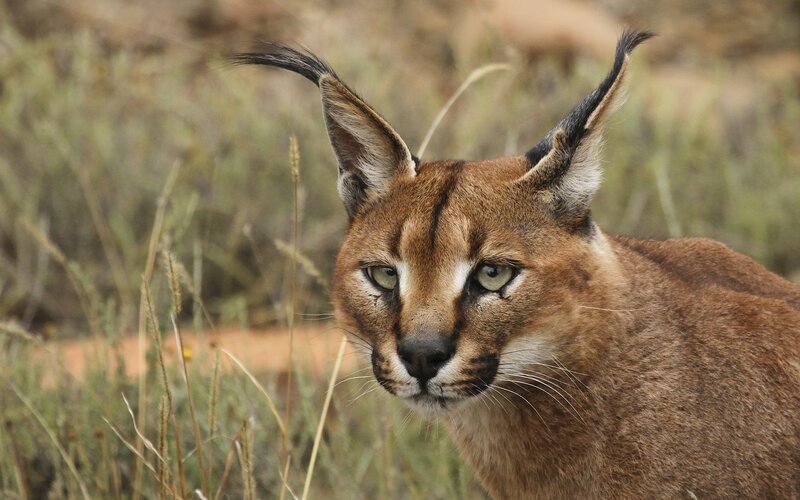 Caracal in Grass — Brown