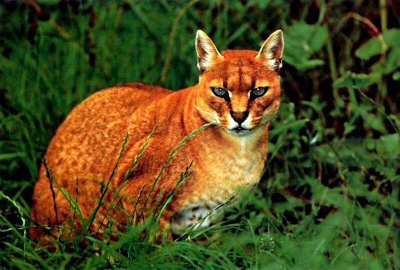 Caracal in Grass — Orange
