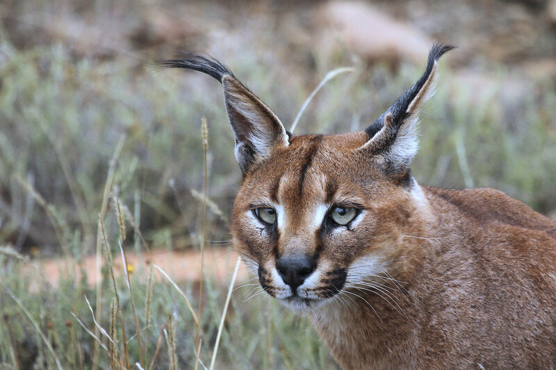 Caracal in Grass