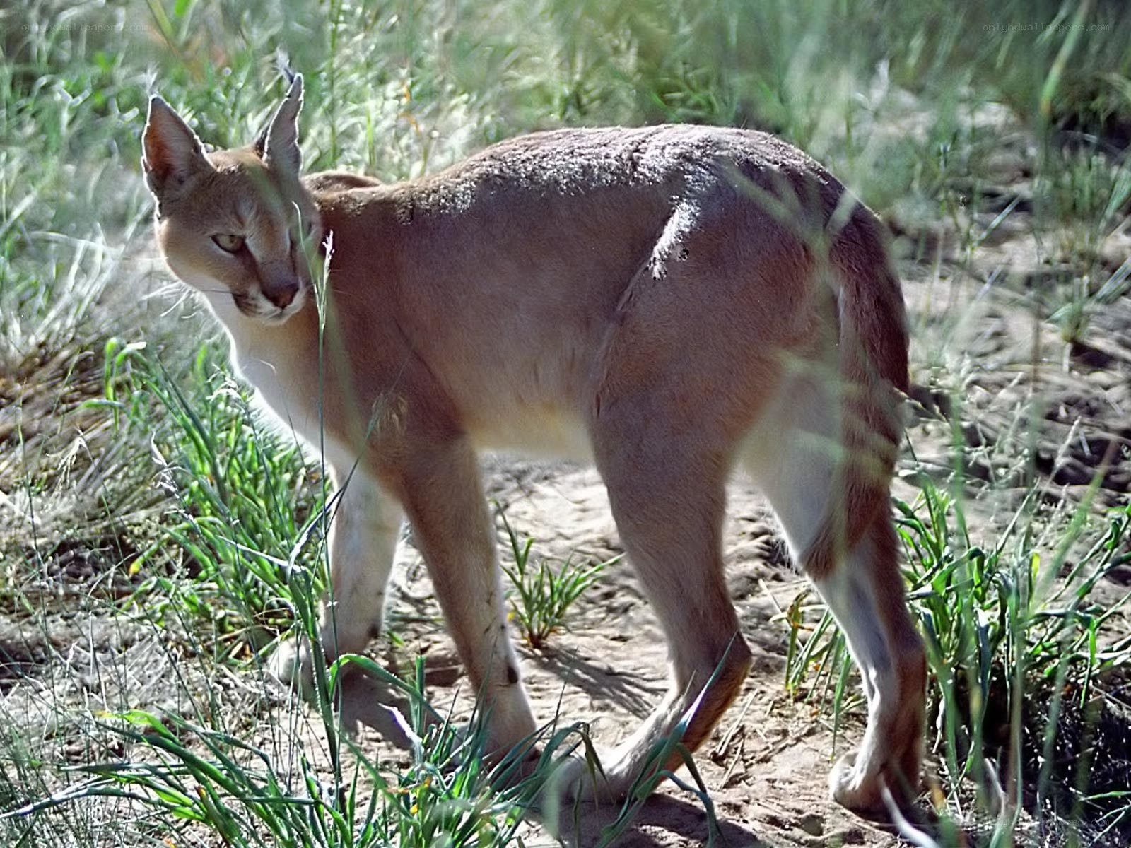 Caracal in grassy terrain