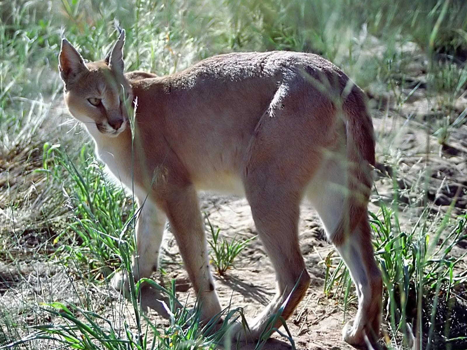 Caracal in grassy terrain