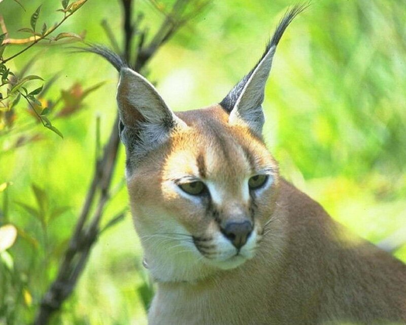 Caracal in green foliage