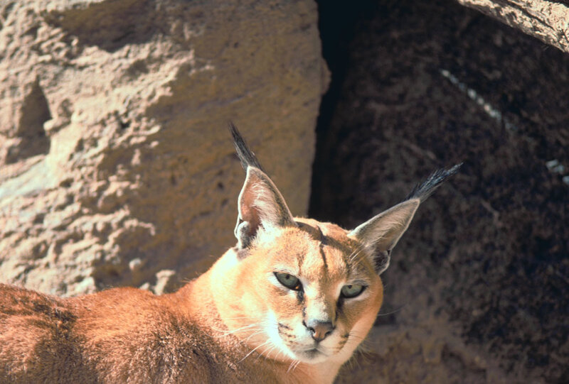 Caracal in rocky habitat