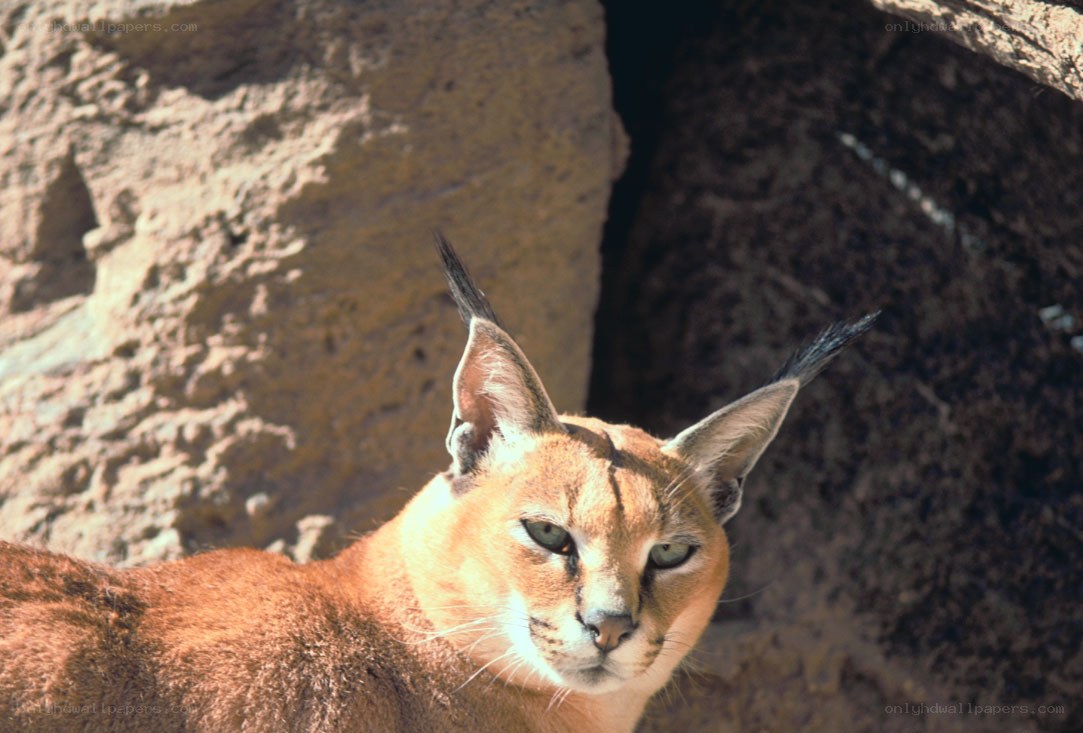 Caracal in rocky habitat