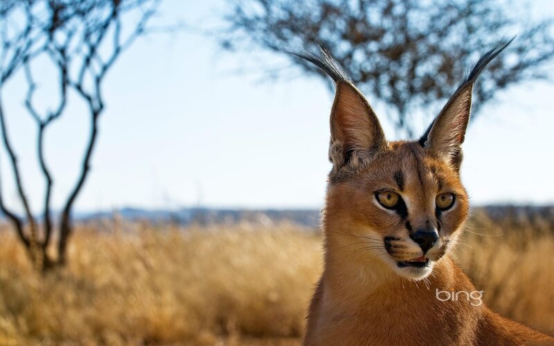 Caracal in Savanna — Brown, Alert, Afternoon, Photograph