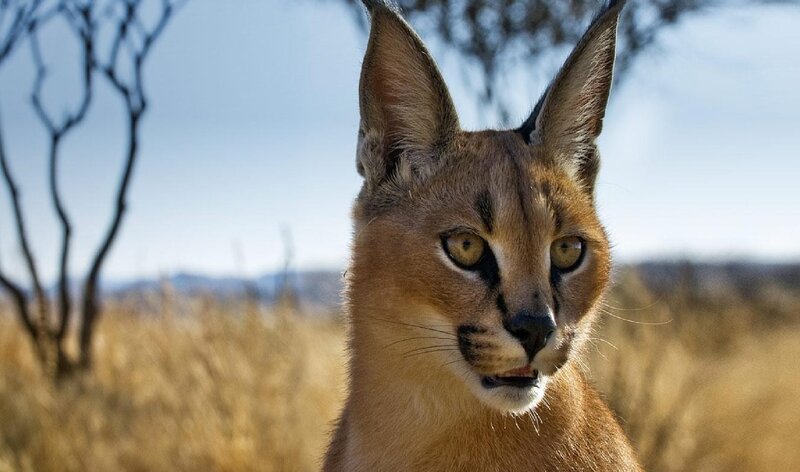 Caracal in Savanna — Brown, Alert, Afternoon