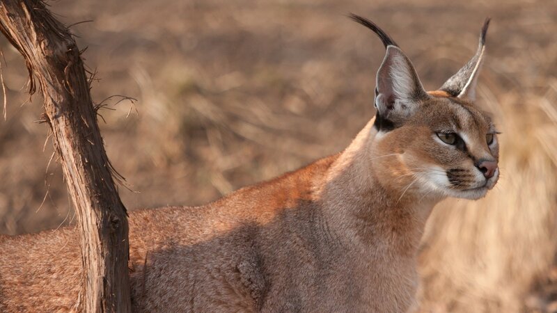 Caracal in Savanna — Brown, Alert