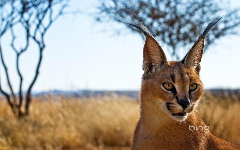 Caracal in Savanna — Brown