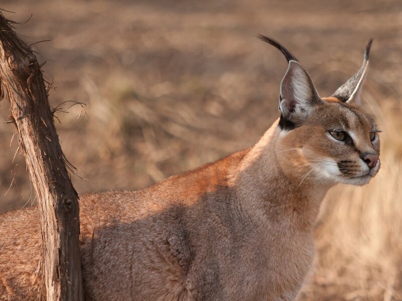 Caracal in Savanna