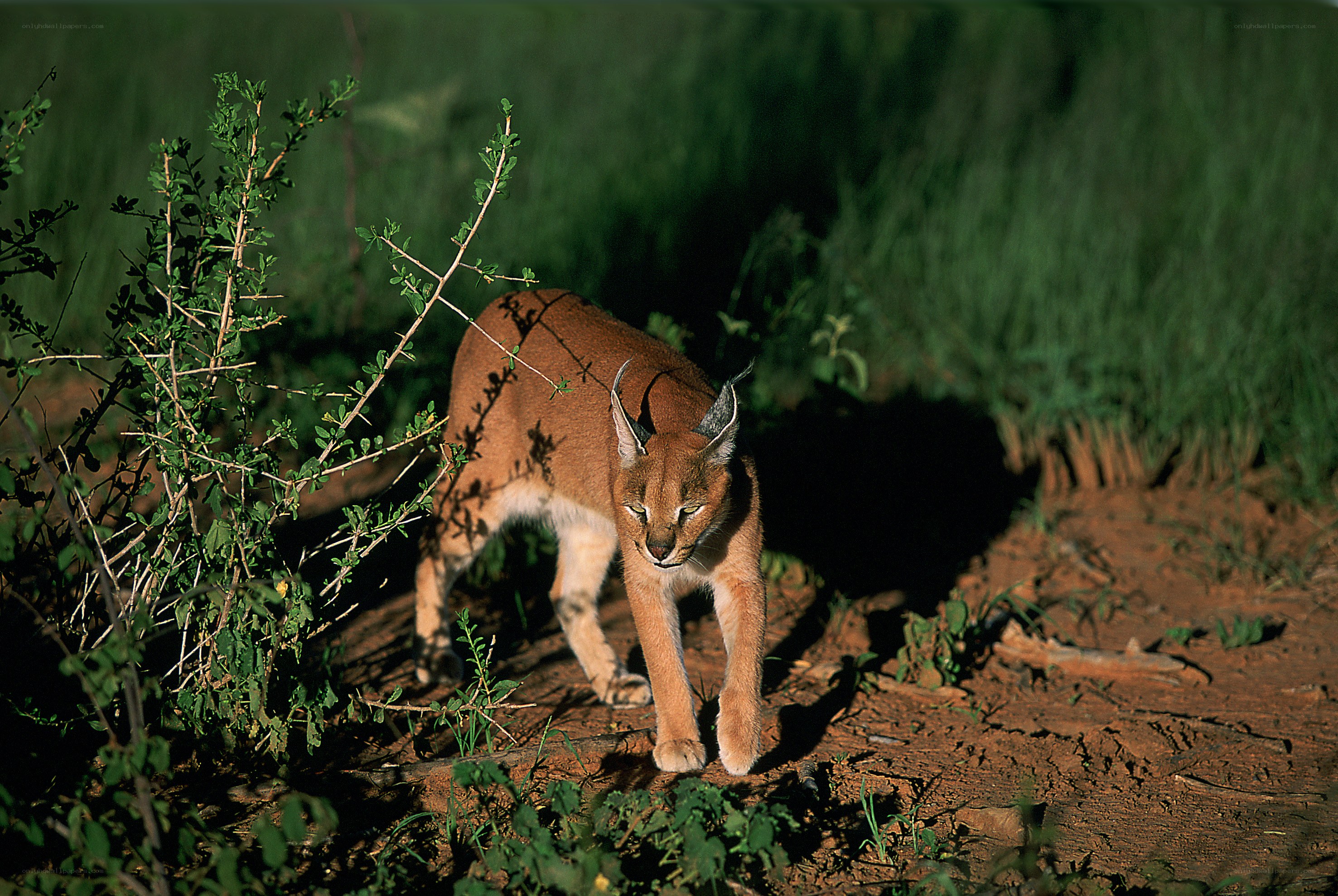 Caracal in the wild