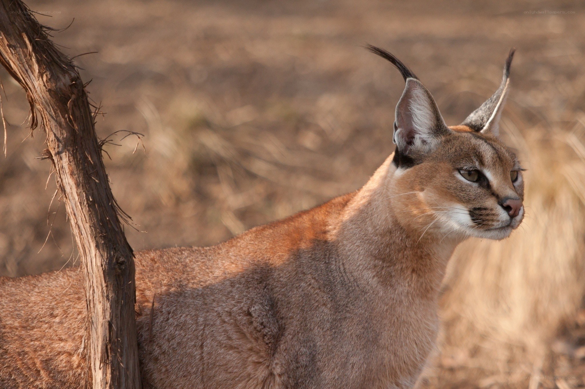 Caracal in the wild