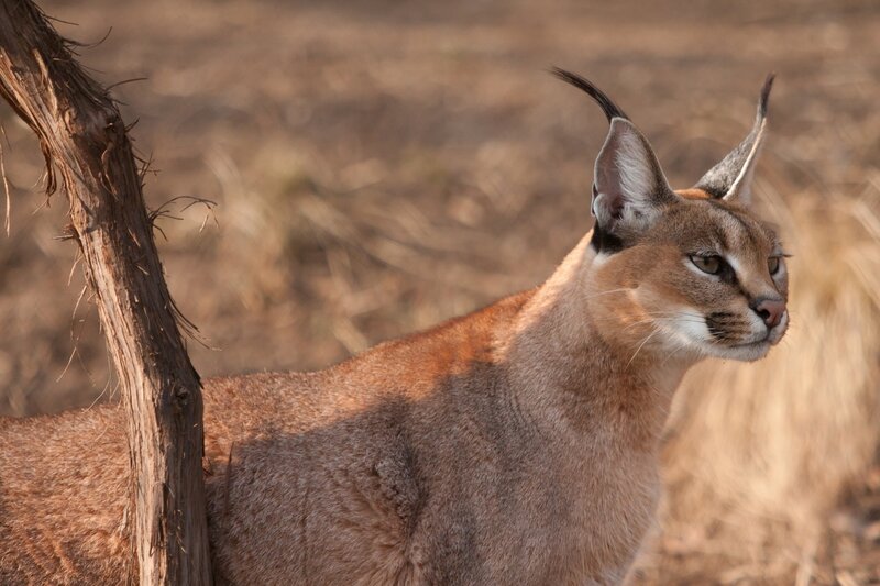 Caracal in the wild