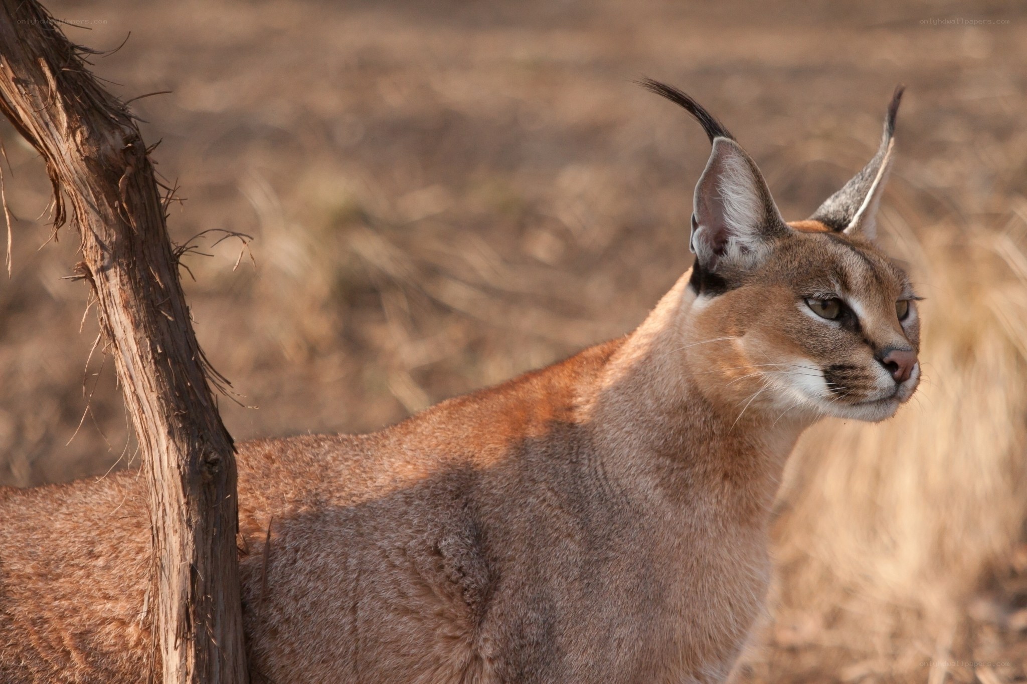 Caracal in the wild