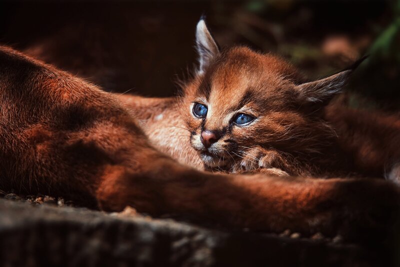 Caracal Kitten — Brown