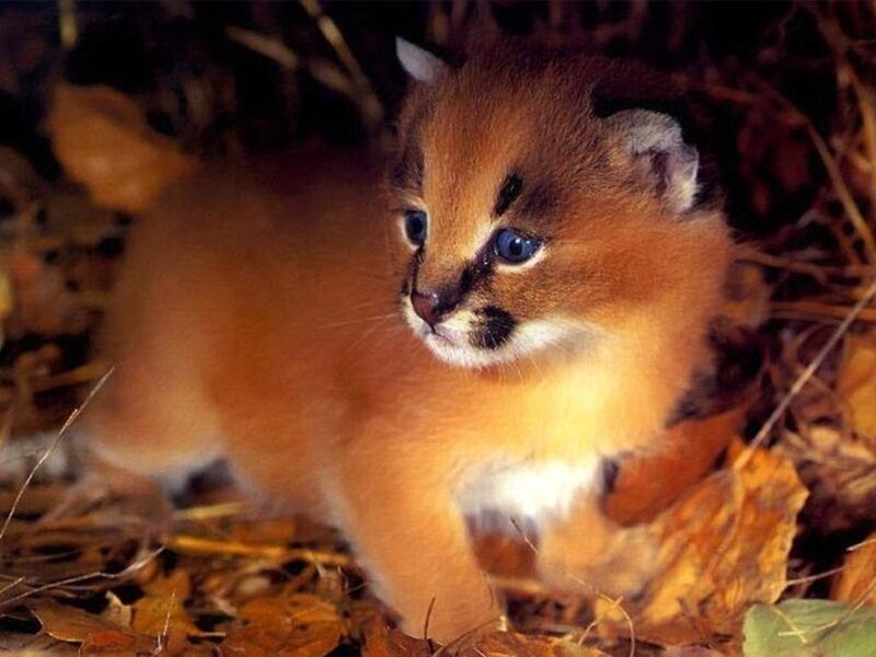 Caracal Kitten in Leaves