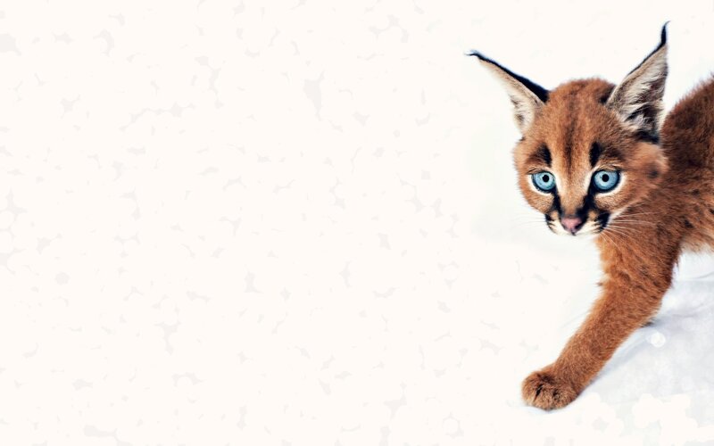 Caracal Kitten