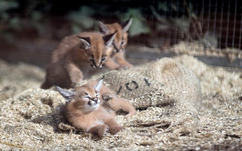 Caracal Kittens — Brown, Calm