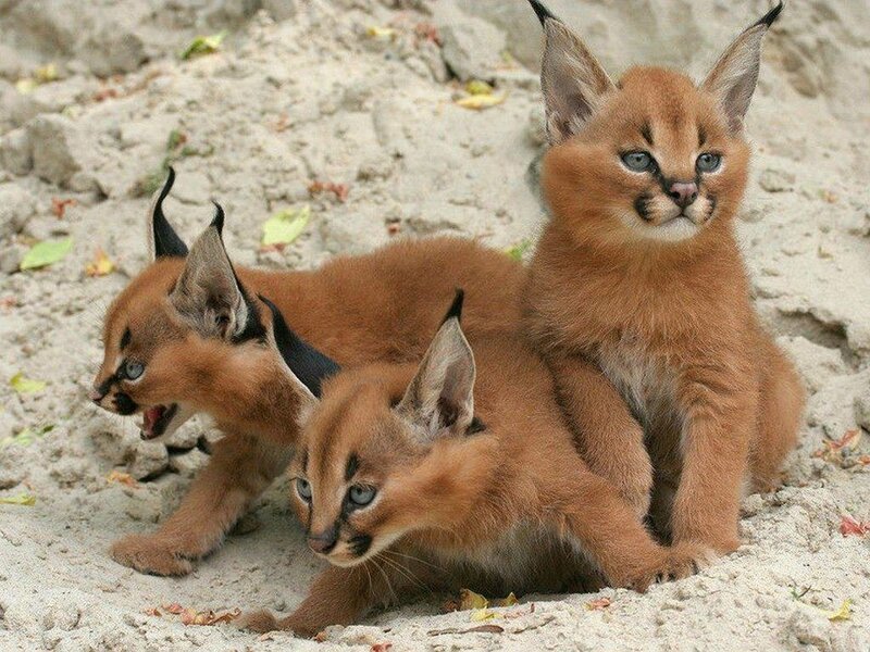Caracal Kittens — Brown, Curious
