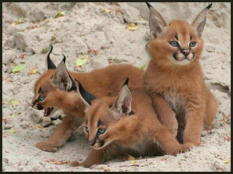 Caracal Kittens — Brown