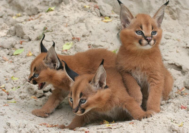 Caracal Kittens