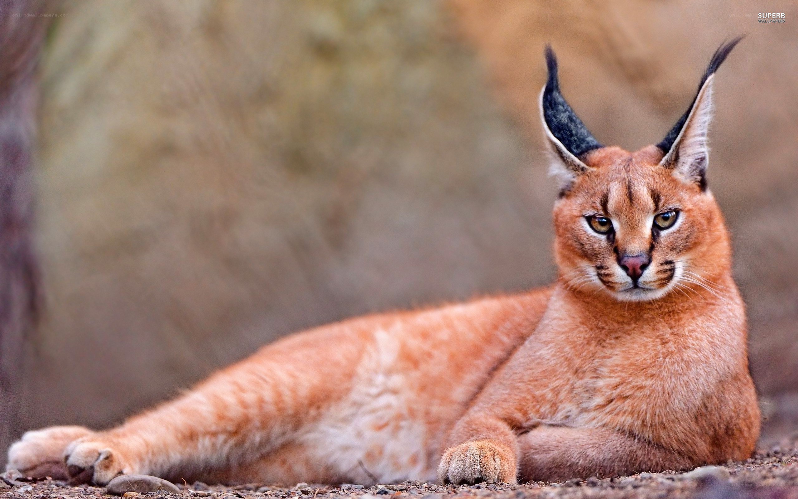 Caracal lying on the ground
