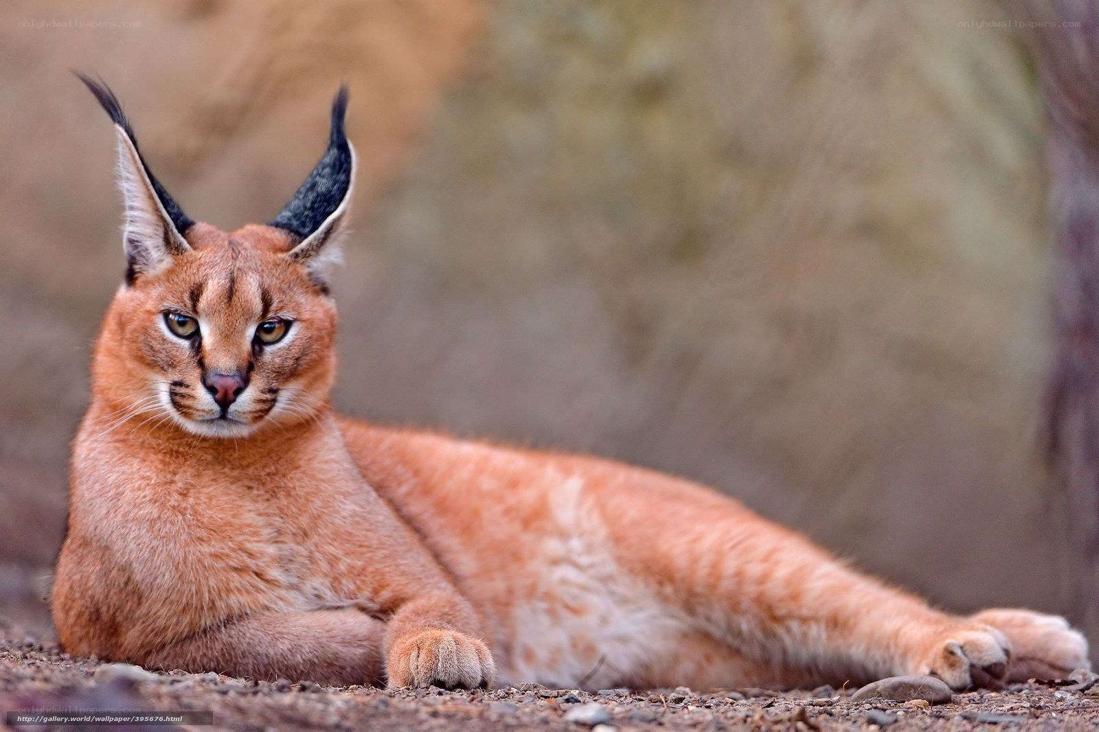 Caracal lying on the ground