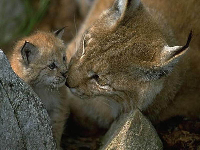 Caracal Mother and Cub
