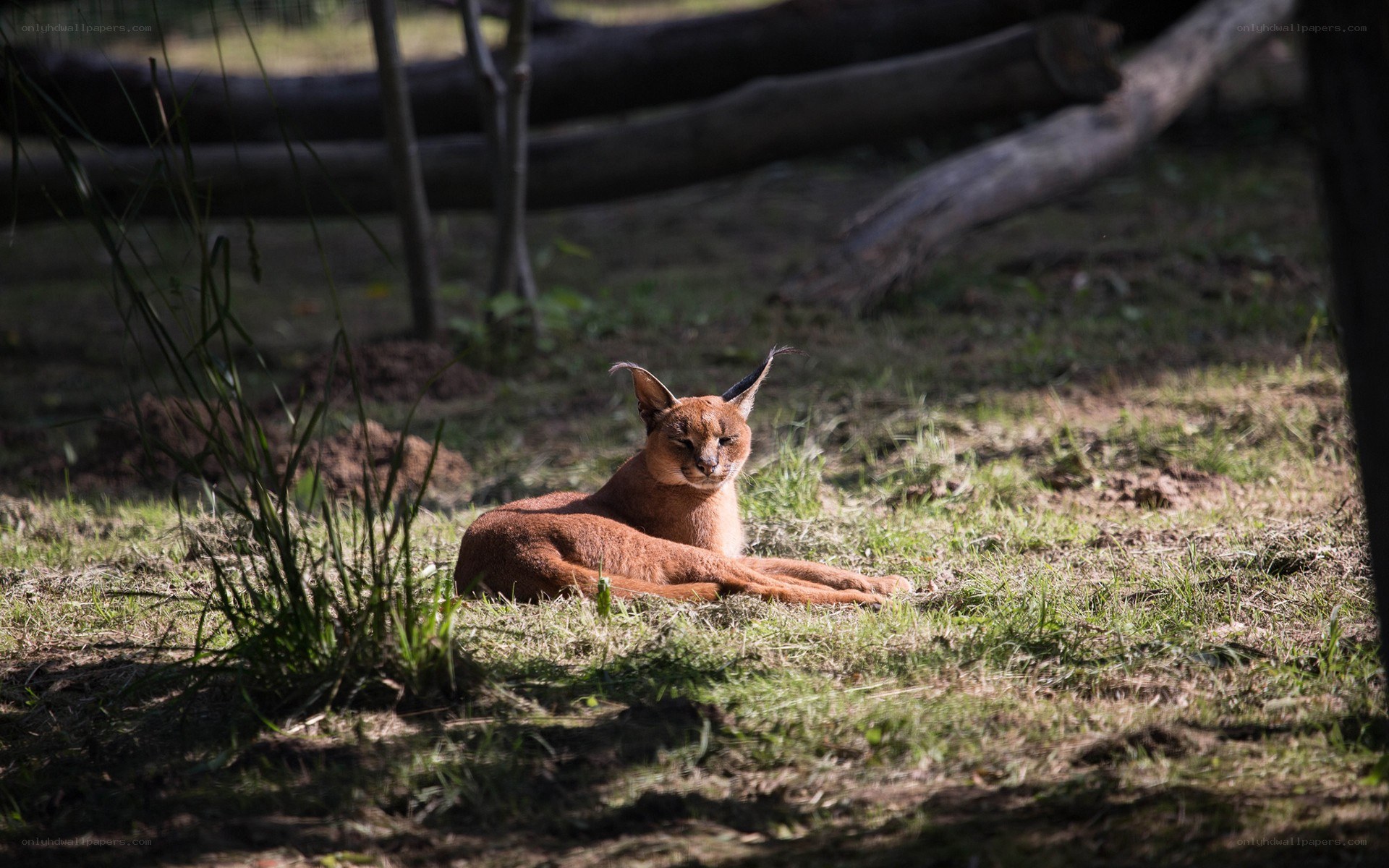 Caracal resting in grass