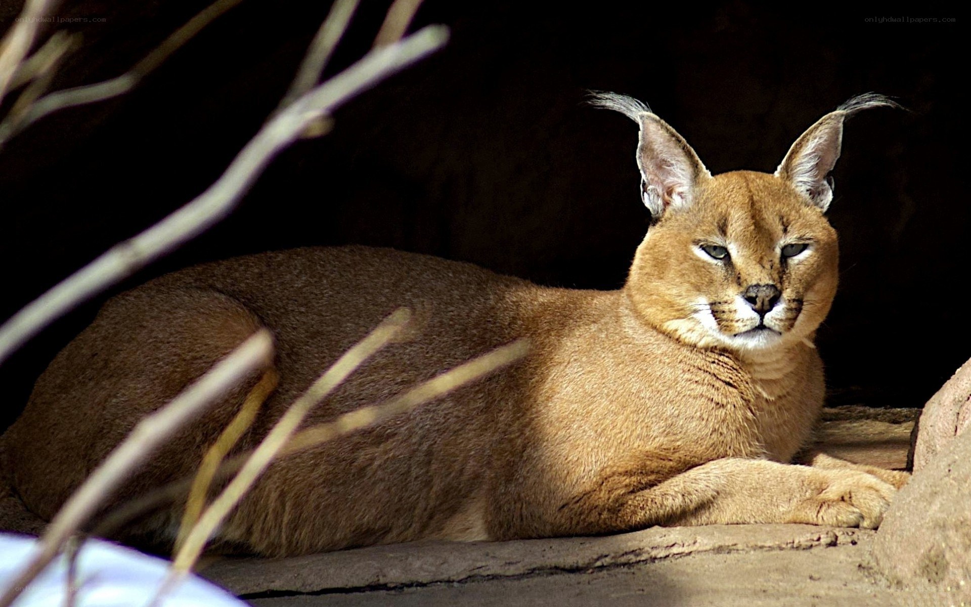 Caracal resting in shade