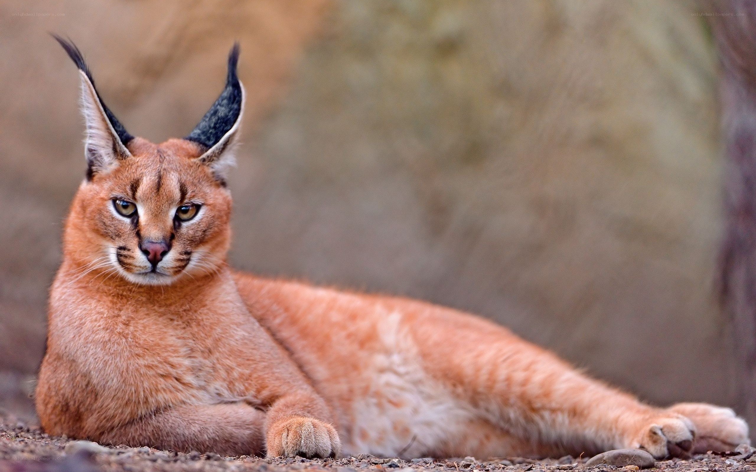 Caracal resting on ground