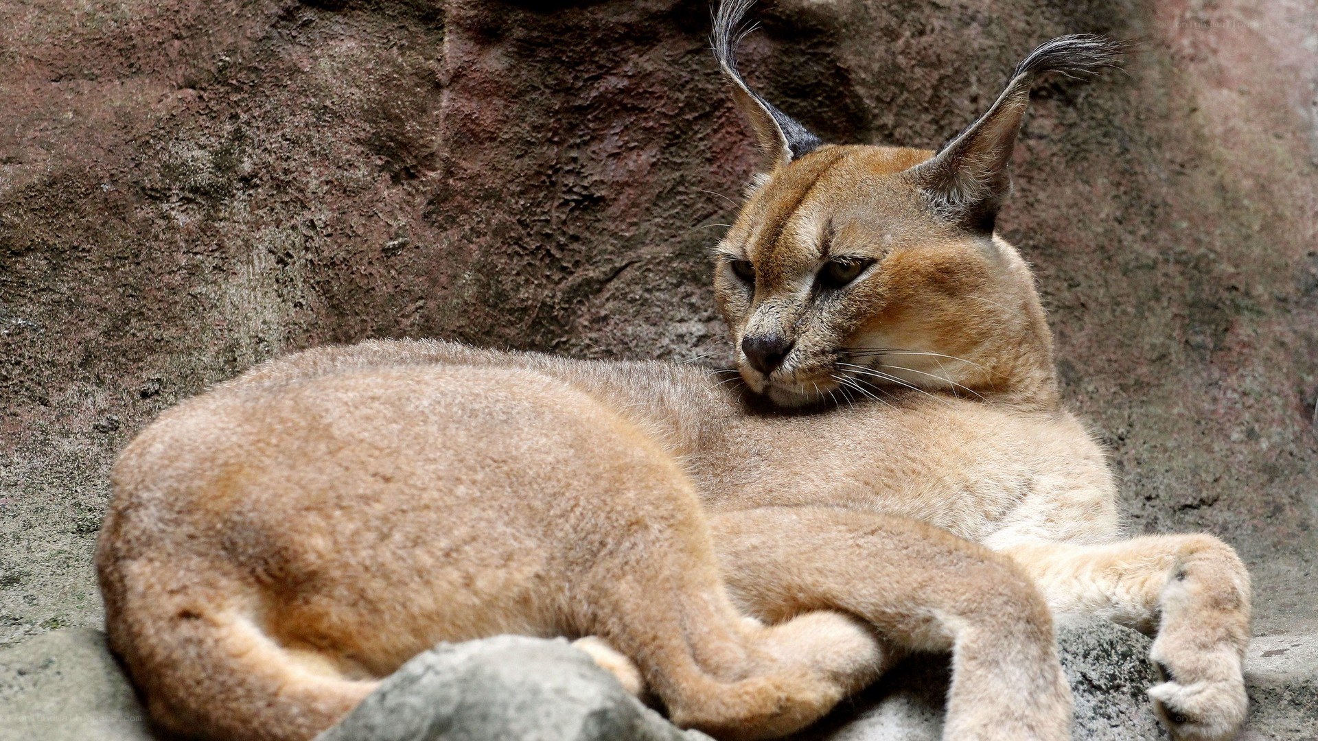 Caracal resting on rock