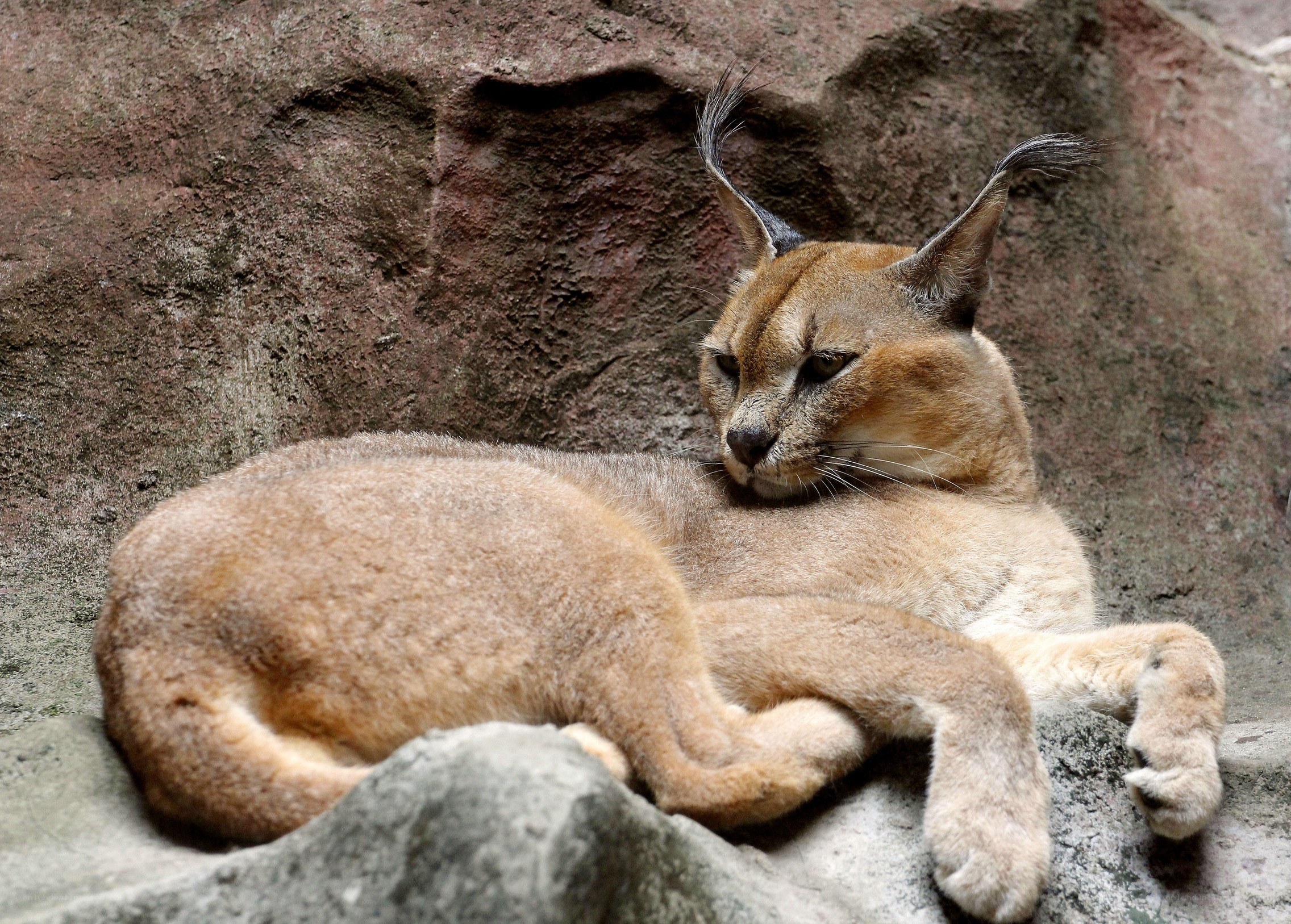 Caracal resting on rocks
