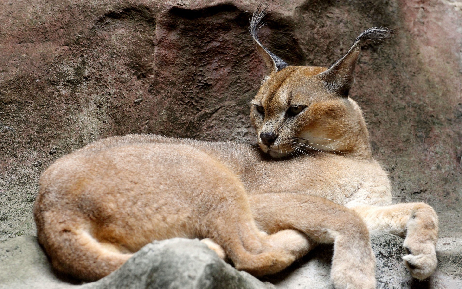 Caracal resting on rocks