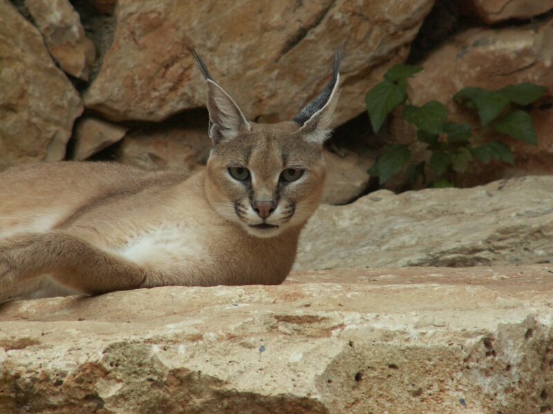 Caracal resting on rocks