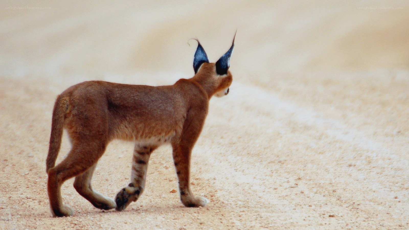 caracal walking in desert