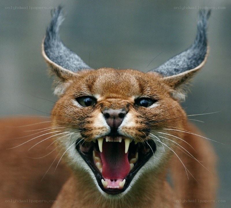 Caracal with open mouth