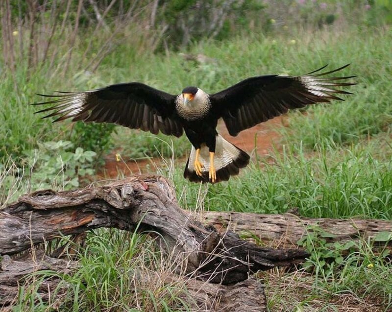 Caracara in flight over grassland