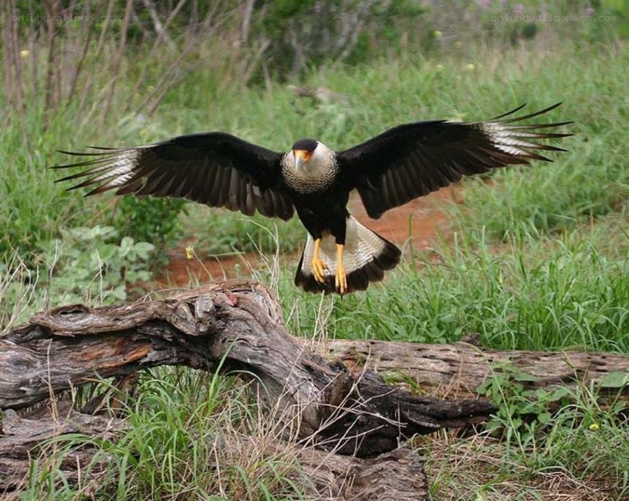 Caracara in flight over grassland